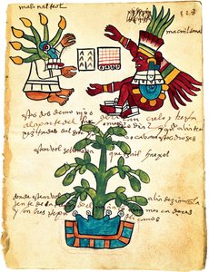 Cacaoboom uit de Codex Tudela, 1553 door Pre Columbian art