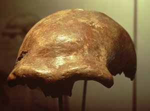 Schedel van een Neanderthaler