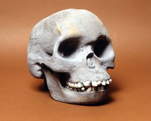 Piltdown-mens: de schedel van een primitieve mens