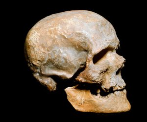 Prehistorie: fossiele schedel van Cro-Magnon mens (Homo sapiens). Datering uit het Solutréen, boven-paleolithicum