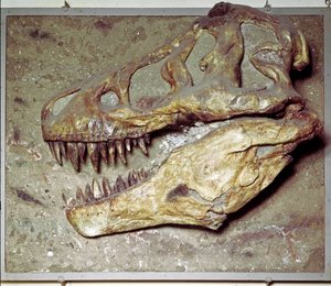 Prehistorie: dinosaurus schedel Tyrannosaurus rex (T Rex of tyrannosaurus). Krijtperiode. Museo civico di storia naturale, Milaan