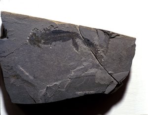Prehistorie: Perm-periode, paleozoïcum. Branchiosaurus (Brachiopode) fossiel. Gevonden in Rotliegen in Duitsland door Prehistoric Prehistoric