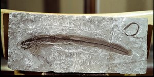 Prehistorie: visfossiel Eomirus Formosissimus door Prehistoric Prehistoric