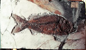 Prehistorie: fossiel van Sparnodus Elongatus vis van de site van Monte Bolca (Italië). Eoceen periode. Museo civico di storia naturale, Milaan door Prehistoric Prehistoric