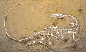 Prehistorie: fossiel van de dinosaurus Coelophysis. Periode van het Boven-Trias. Museo civico di storia naturale, Milaan door Prehistoric Prehistoric