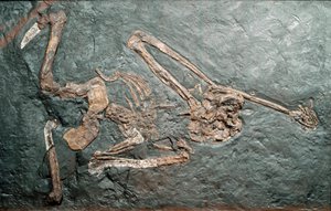 Fossiel van de grote primaat Oreopithecus (Oreopithecus bambolii) van de berg Bamboli (Grosseto). Mioceen tijdperk. Museo civico di storia naturale, Milaan door Prehistoric Prehistoric