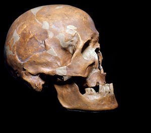 Prehistorie: fossiele schedel van Homo sapiens (Cro-Magnon) uit Chancelade (Dordogne). Magdalenien cultuur, Boven-Paleolithicum. 15.000 v.Chr. Museo Civico di Storia Naturale, Milaan