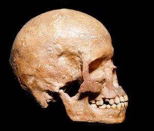 Prehistorie: fossiele schedel van Homo sapiens uit Grimaldi. Cultuur van het Aurignacien, boven-paleolithicum