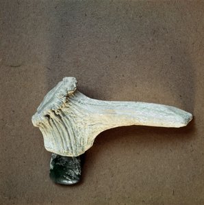 Prehistorie: groene stenen bijl met hertshoorn handvat uit de grot van Pollera (Finale Ligure), Ligurië. Midden-Neolithicum, Steentijd. Genua, Museo di Archeologia Ligure door Prehistoric Prehistoric
