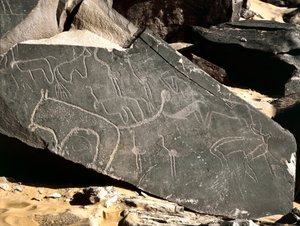 Prehistorie, rotstekeningen: grafrots met leeuwen, antilopen, struisvogels en vee. Steentijd 5000-2000 v.Chr. Taghit, Hoog plateau van de Hoggar, Algerije door Prehistoric Prehistoric