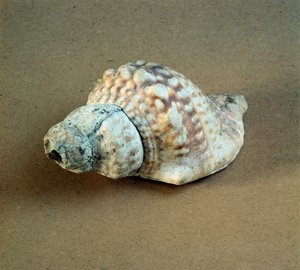 Prehistorie: schelp van Triton nodifer doorboord, gebruikt als fluit uit de Necropolis van Arene Candide (Finale Ligurië), Ligurië. Midden-Neolithicum, Steentijd door Prehistoric Prehistoric