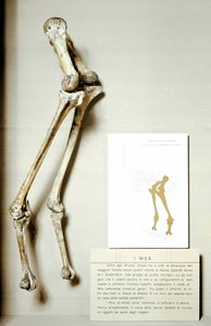 Prehistorie: skelet van de poten van Moa Dinornis, gigantische fossiele vogels van Nieuw-Zeeland die niet vliegen. Krijtperiode. door Prehistoric Prehistoric