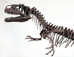 Prehistorie: skelet van de dinosaurus Allosaurus fragilis. Periode van het Boven-Jura. Museo civico di storia naturale, Milaan door Prehistoric Prehistoric