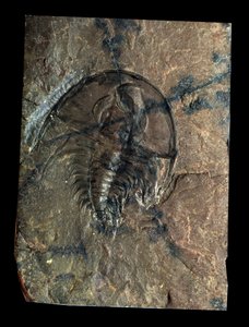 Prehistorie: trilobiet Olenellus fossiel (geleedpotige). Tijdperk van het Paleozoïcum, periode van het Cambrium. Vondst in Utah, Verenigde Staten door Prehistoric Prehistoric