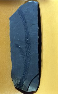 Prehistorie: Glyptolepsis keuperiana, fossiele conifeer uit het bovenste trias, mesozoïcum door Prehistoric Prehistoric