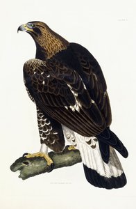 Een Jonge Steenarend