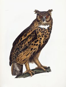 Grote Oehoe