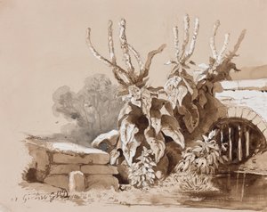 Studie van planten bij een sloot, met toevoegingen door een instructeur, 1856 door Prince Gaetano Maria Federico di Borbone