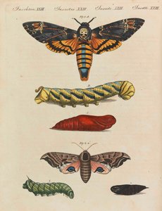 Kinderprentenboek Kinderencyclopedie door Friedrich Johann Justin Bertuch