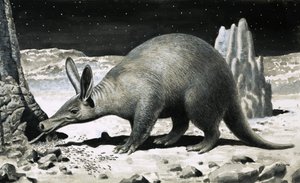Aardvarken door R.B. Davis