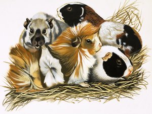 Allerlei cavia