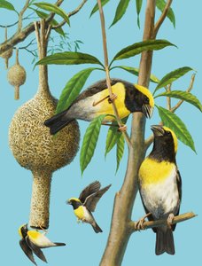 Vogels die weven