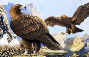 Vogelkoning, uit 