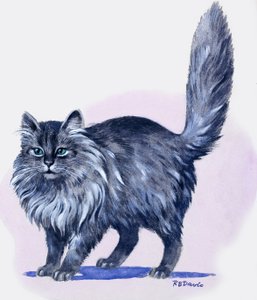 Perzische Kat, van 