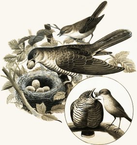 De koekoek door R.B. Davis