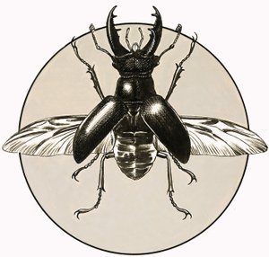 De vliegende hert door R.B. Davis