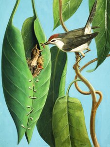 De kleermakersvogel door R.B. Davis