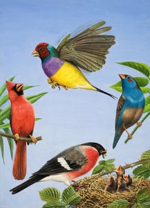 Tropische vogels (gouache op papier)