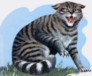 Wilde kat, van 