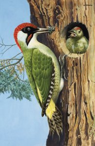 Woodpecker (gouache on paper) door R.B. Davis