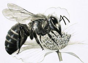 Werkbij verzamelt nectar van bloem