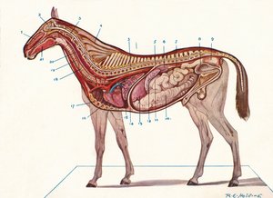 Verticale doorsnede van het lichaam van een paard, c1907 c1910 door RE Holding