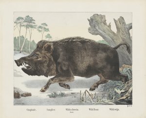 Wild zwijn door R. Schulz