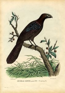 Ani, 1863-79 door Raimundo Petraroja