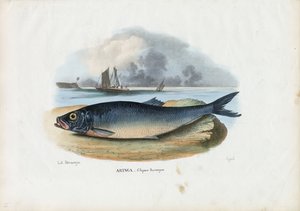 Atlantische haring, 1863-79
