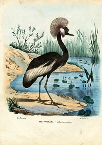 Zwartgekroonde Kraanvogel, 1863-79 door Raimundo Petraroja