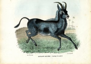 Blauwbok, 1863-79
