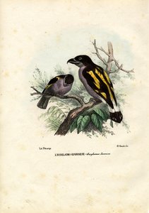 Breedbekken, 1863-79 door Raimundo Petraroja