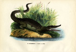 Kaaiman, 1863-79