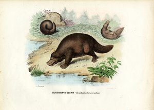 Vogelbekdier, 1863-79