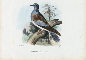 Europese Tortelduif, 1863-79 door Raimundo Petraroja