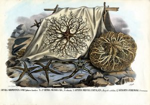Gorgonenhoofd, 1863-79