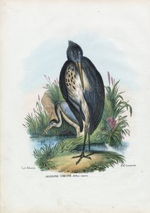 Grijze reiger, 1863-79 door Raimundo Petraroja