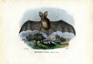 Grijze Langoorvleermuis, 1863-79 door Raimundo Petraroja