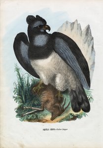 Harpijarend, 1863-79
