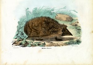 Egel, 1863-79